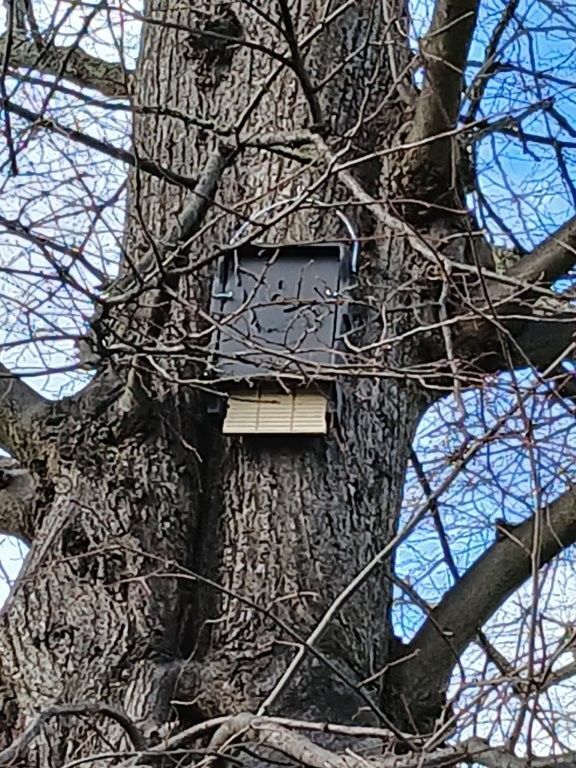 New Bat Boxes